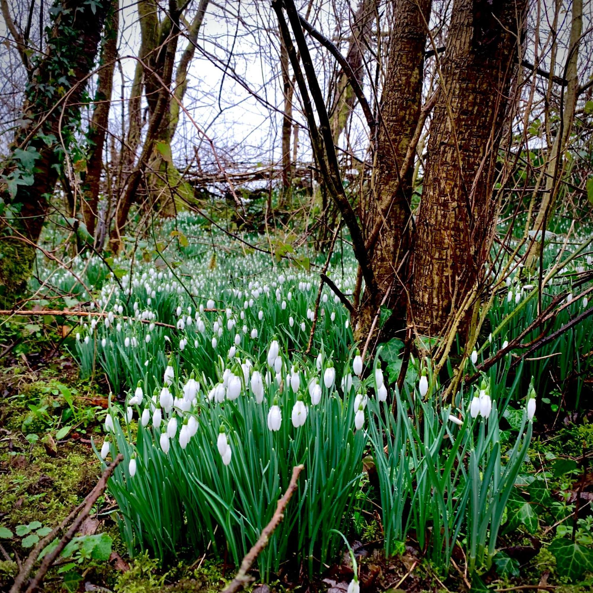Ceridwen Glamping, Double Decker Bus And Yurts Hotel Llandysul Bagian luar foto