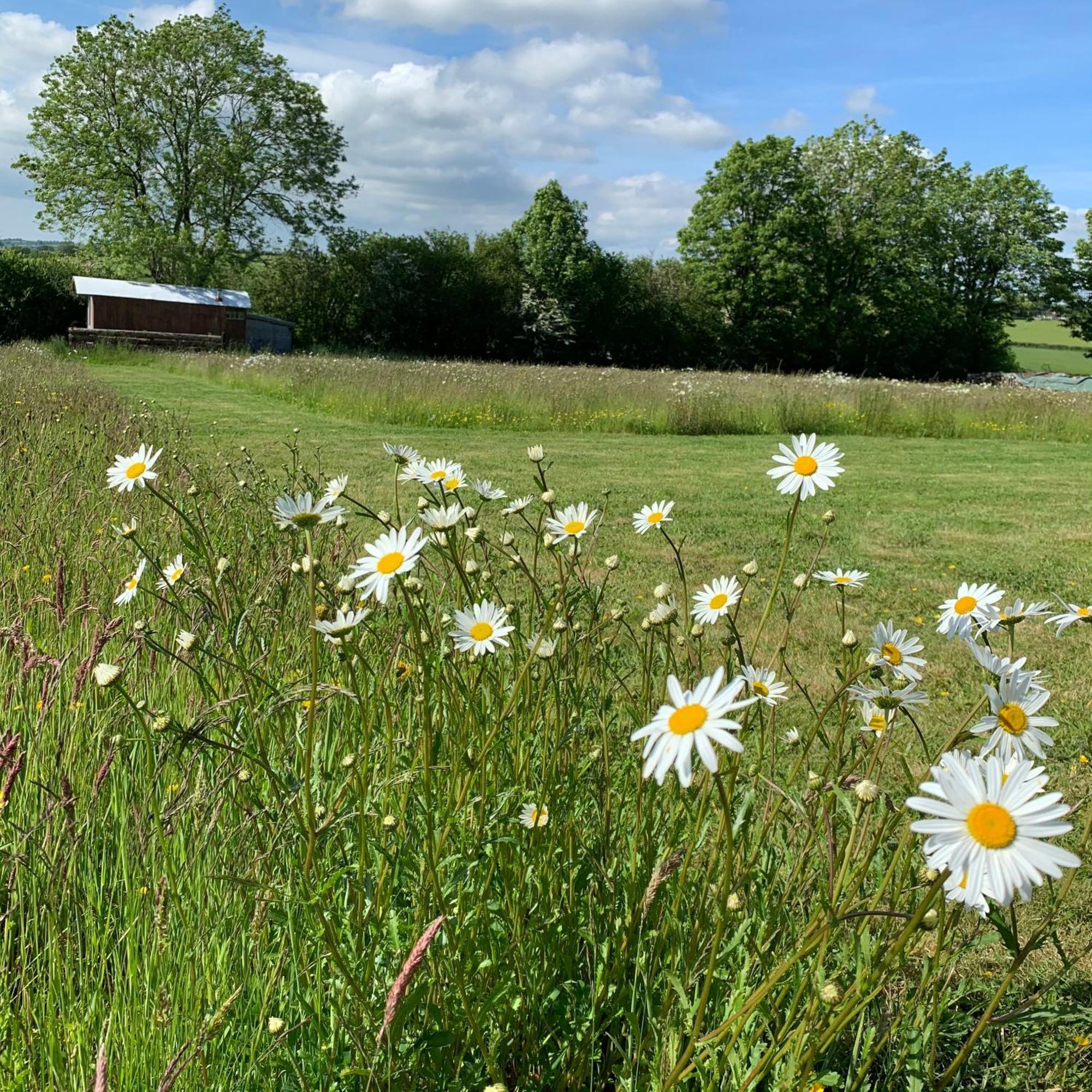 Ceridwen Glamping, Double Decker Bus And Yurts Hotel Llandysul Bagian luar foto