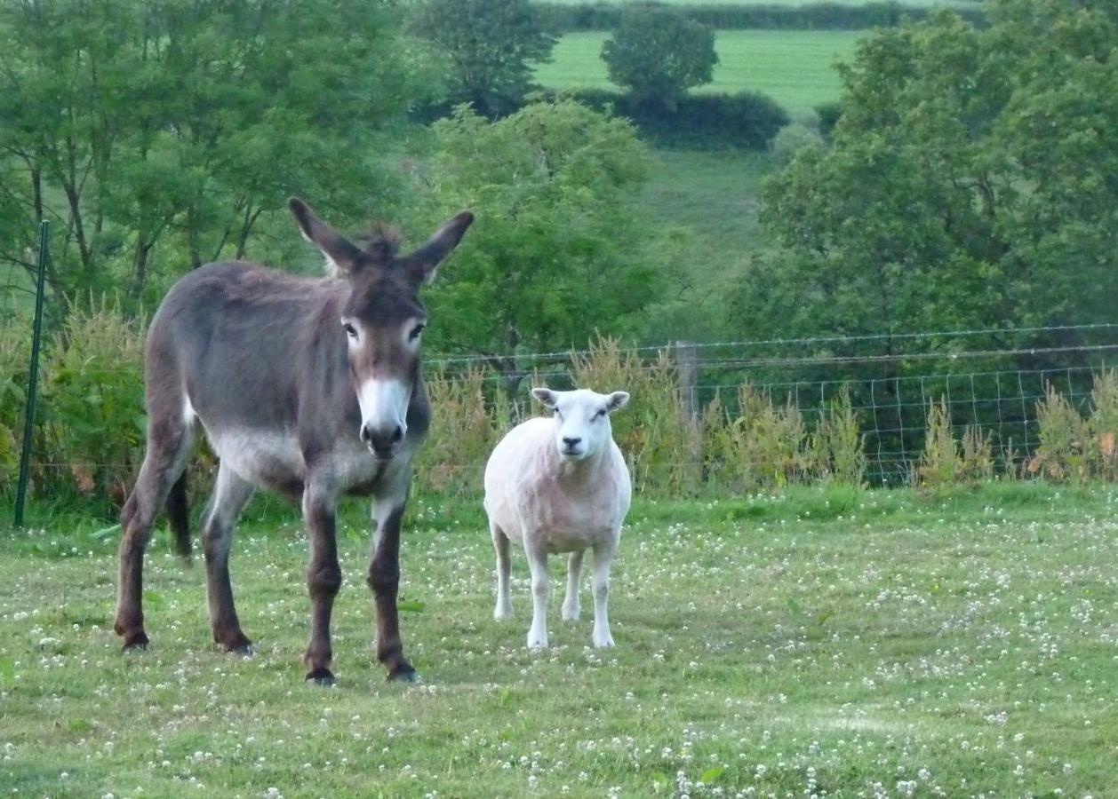 Ceridwen Glamping, Double Decker Bus And Yurts Hotel Llandysul Bagian luar foto